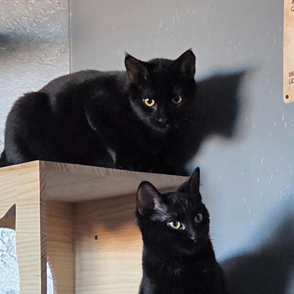 Enlarge Dinkles, a Adoptable Domestic Short Hair in Bismarck, ND image 6/6