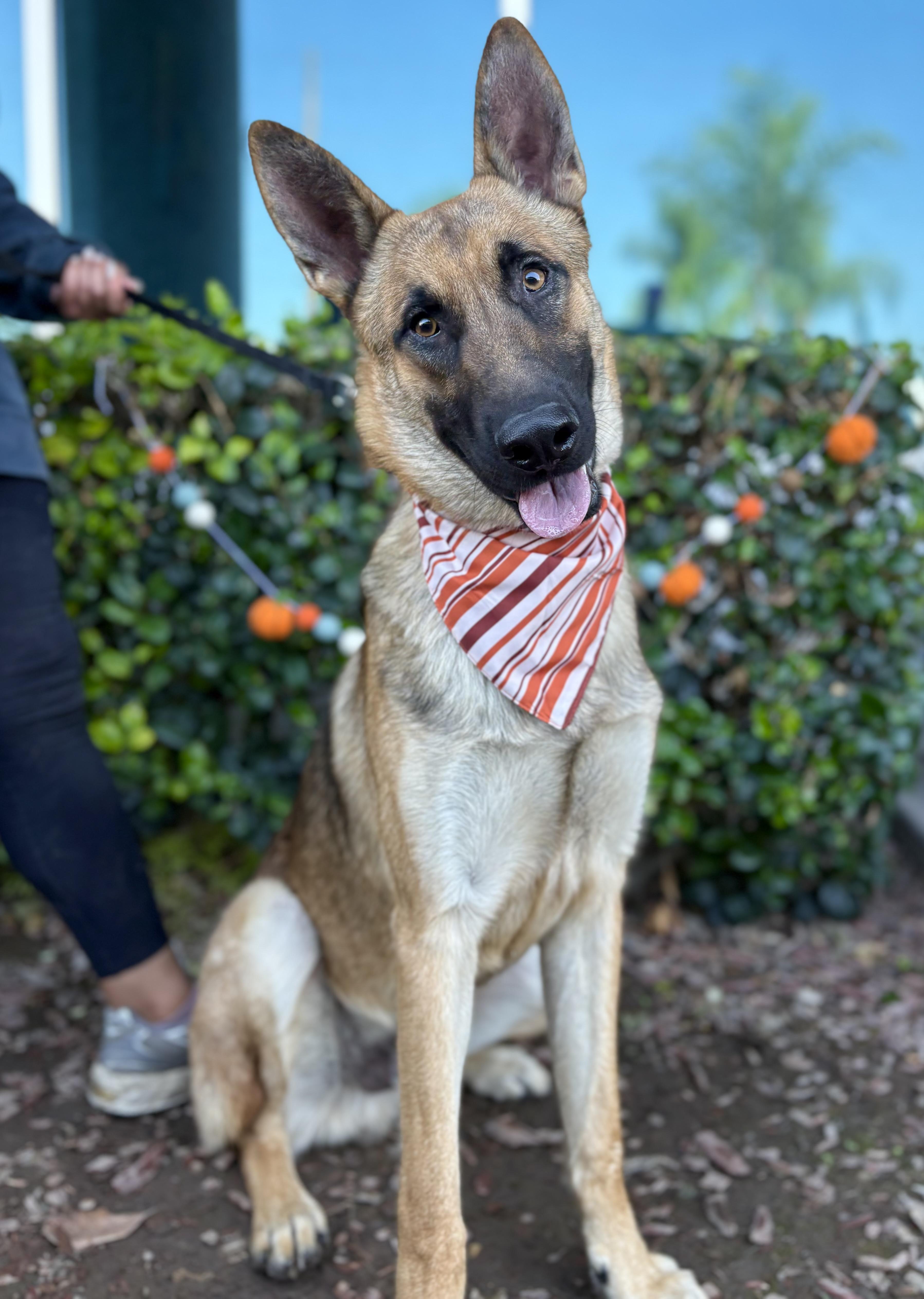 Enlarge Julian, a Adoptable German Shepherd Dog in South El Monte, CA image 3/6