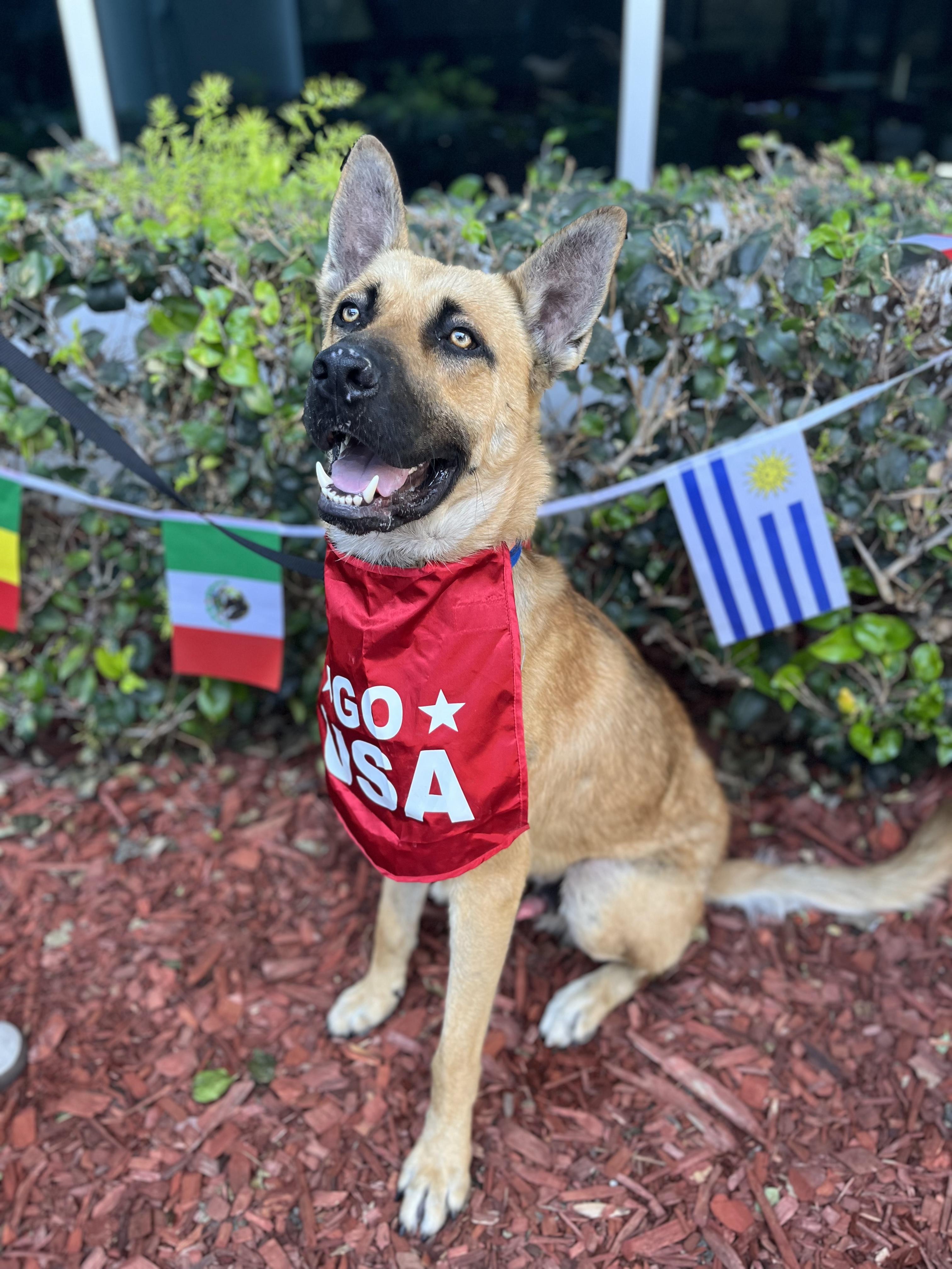 Julian, a Adoptable German Shepherd Dog in South El Monte, CA image 2/5