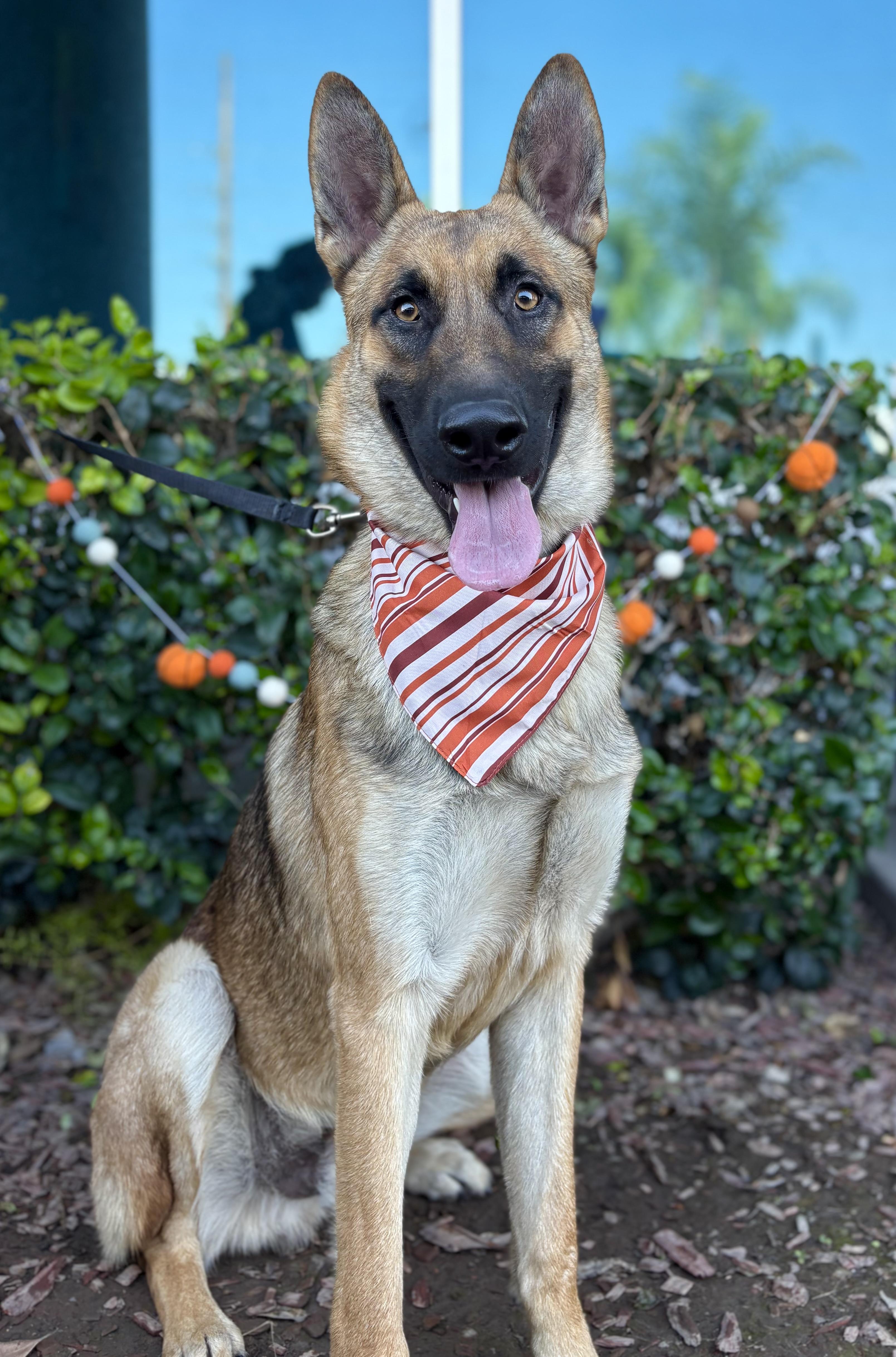 Enlarge Julian, a Adoptable German Shepherd Dog in South El Monte, CA image 4/6