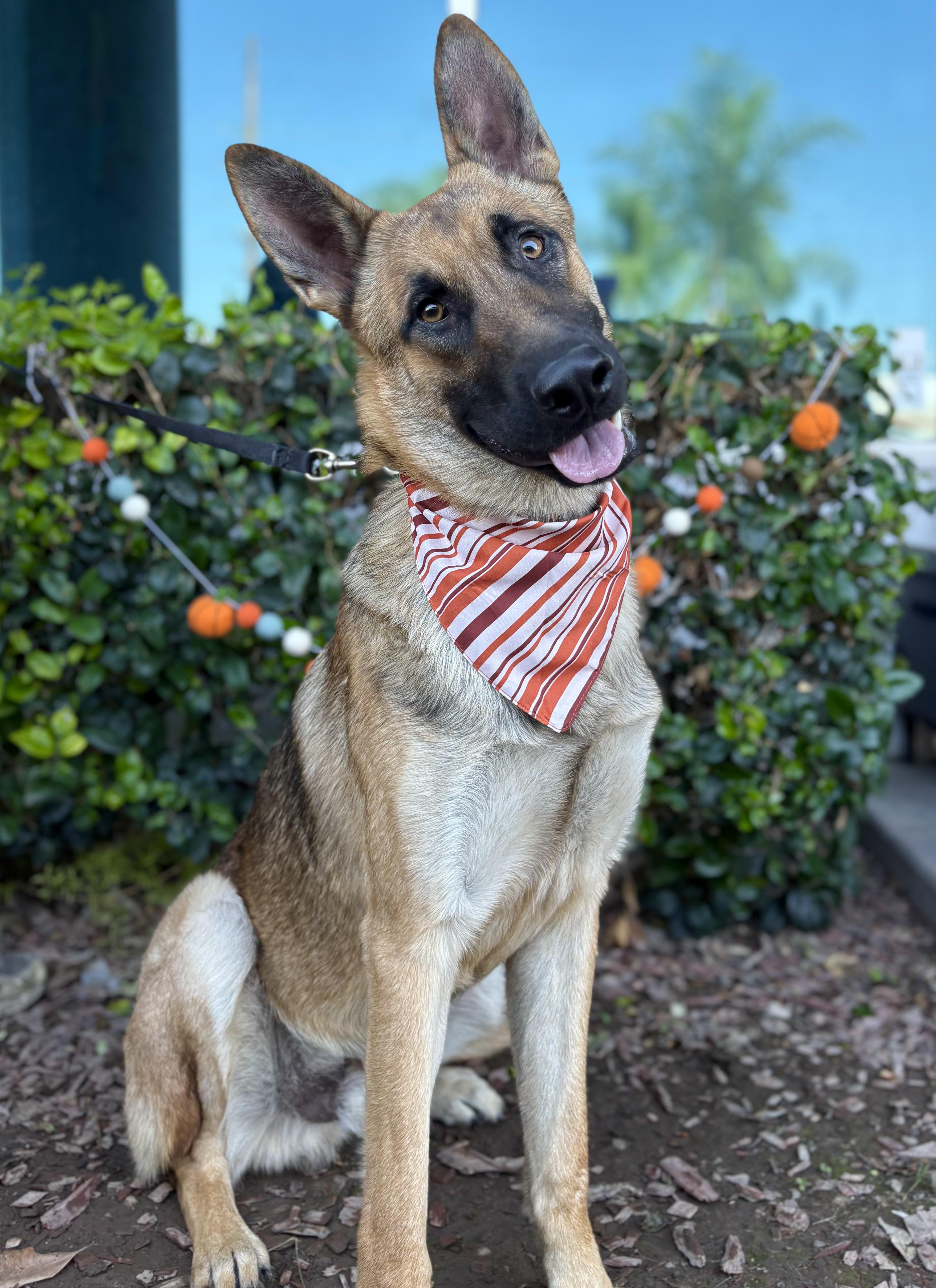 Enlarge Julian, a Adoptable German Shepherd Dog in South El Monte, CA image 5/6
