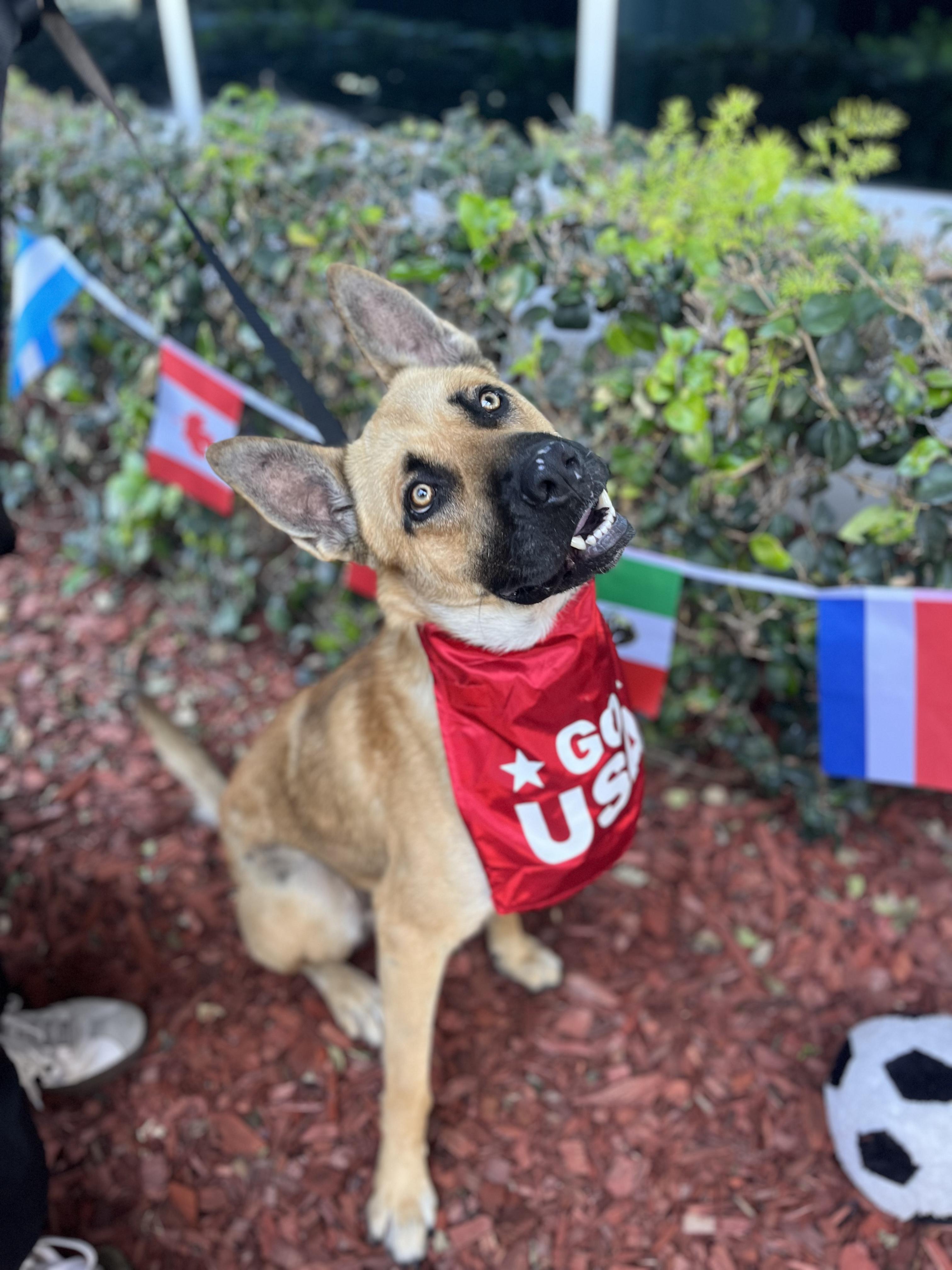 Julian, Adoptable, Young Male German Shepherd Dog.