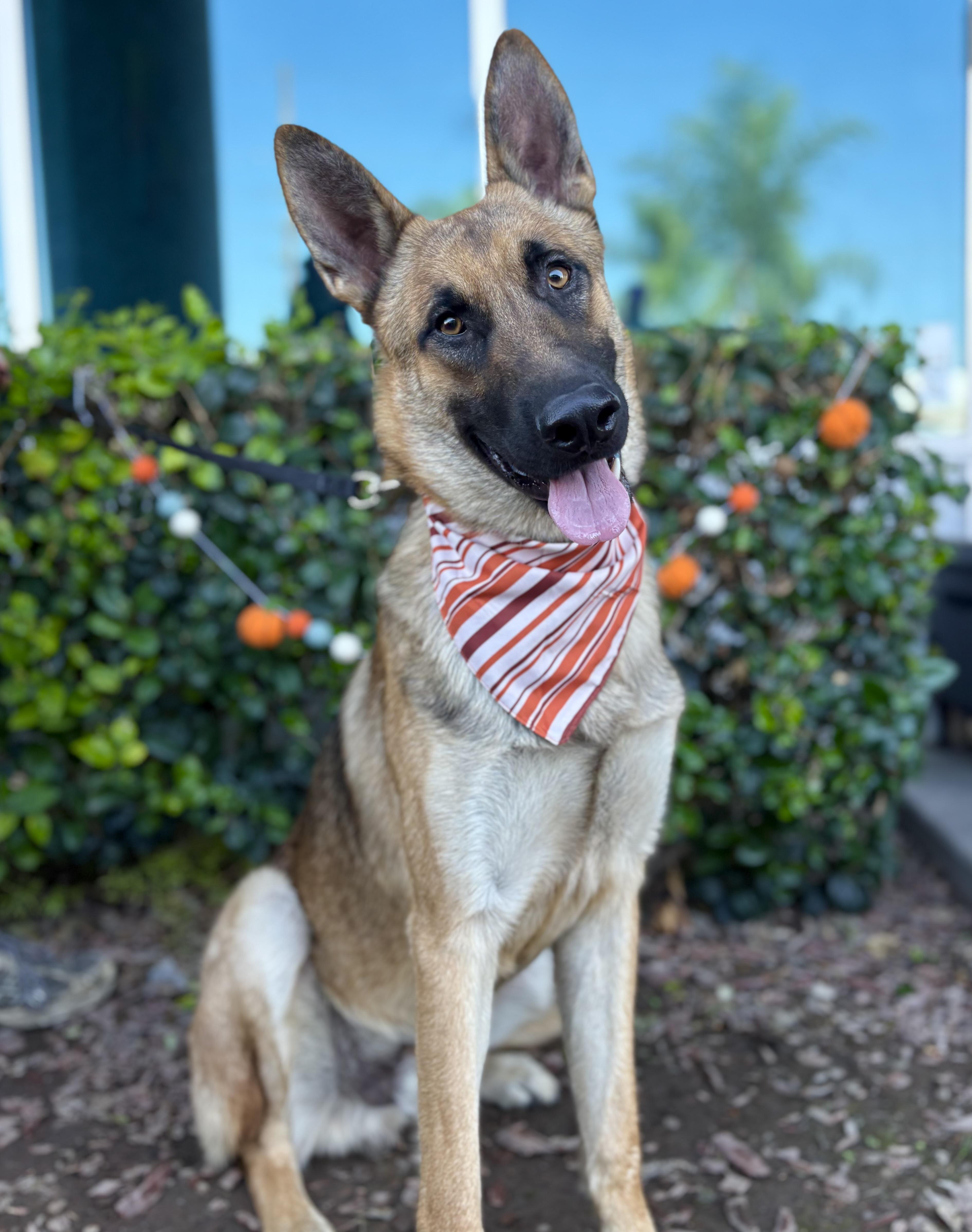 Julian, Adoptable, Young Male German Shepherd Dog.