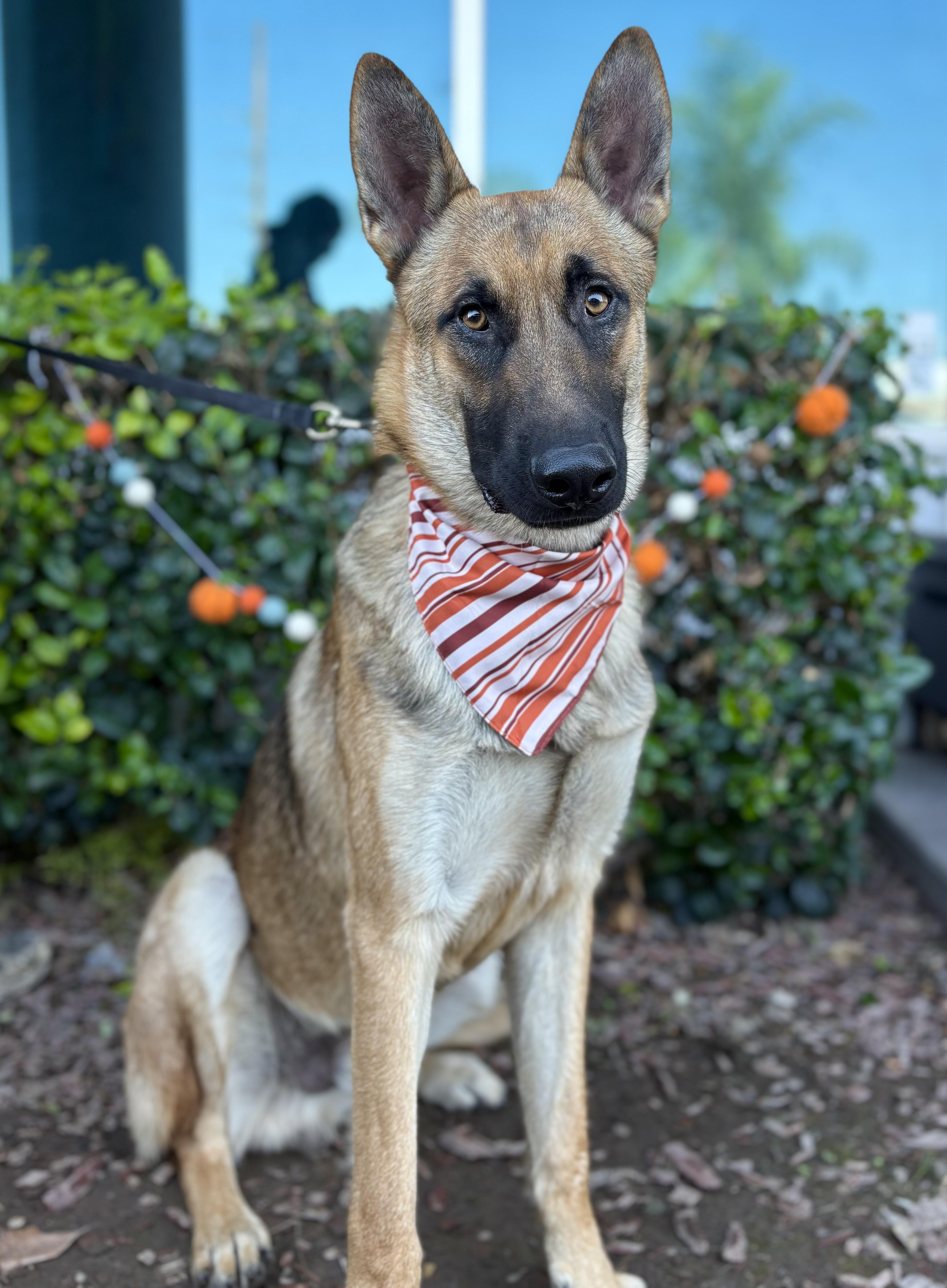 Enlarge Julian, a Adoptable German Shepherd Dog in South El Monte, CA image 6/6