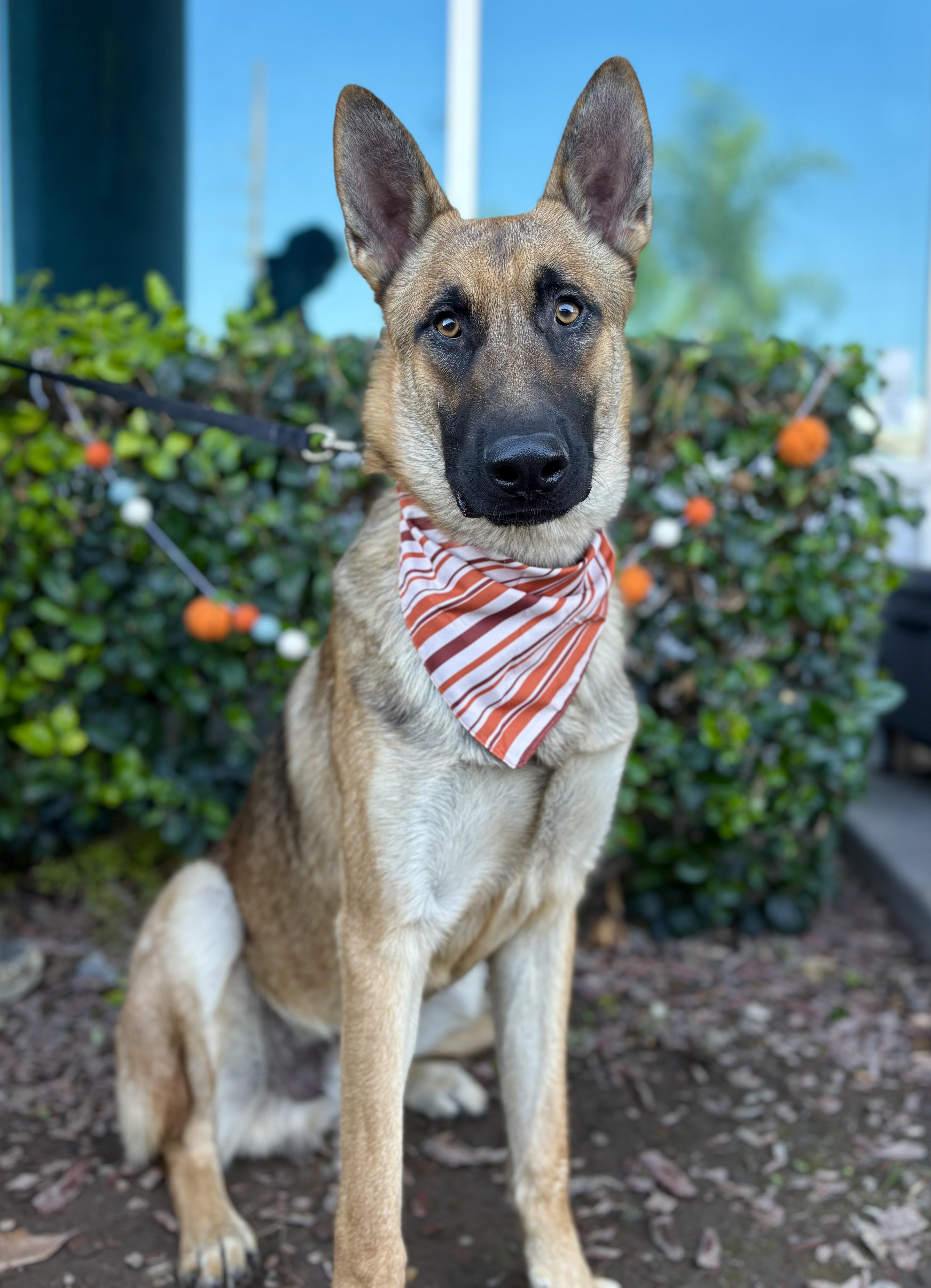 Enlarge Julian, a Adoptable German Shepherd Dog in South El Monte, CA image 2/6