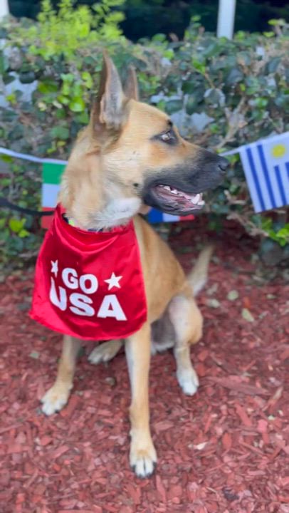 Enlarge Julian, a Adoptable German Shepherd Dog in South El Monte, CA video 5/5