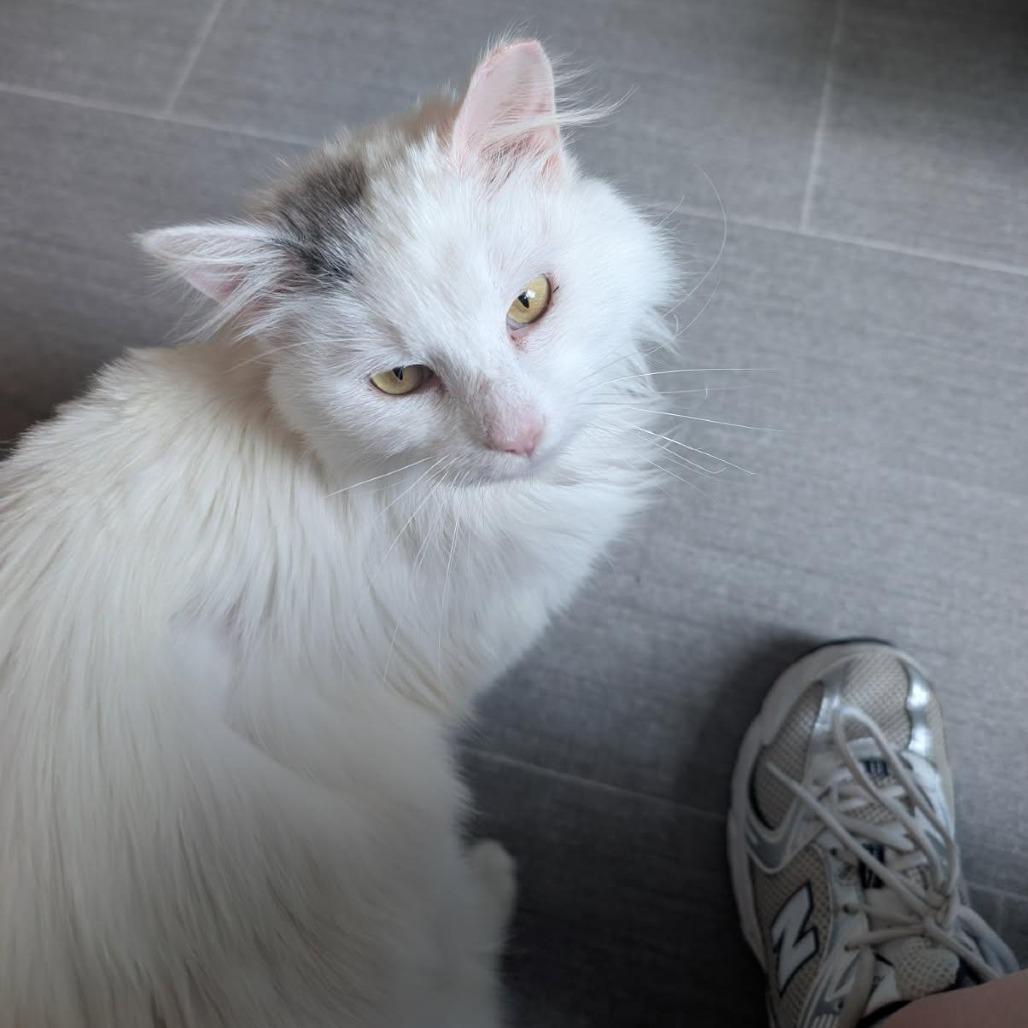 Enlarge Jack, a Adoptable Domestic Medium Hair in Harrisonburg, VA image 1/5