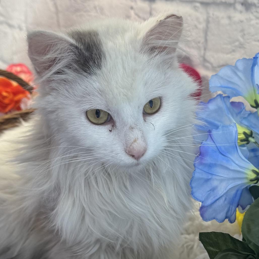 Enlarge Jack, a Adoptable Domestic Medium Hair in Harrisonburg, VA image 3/5