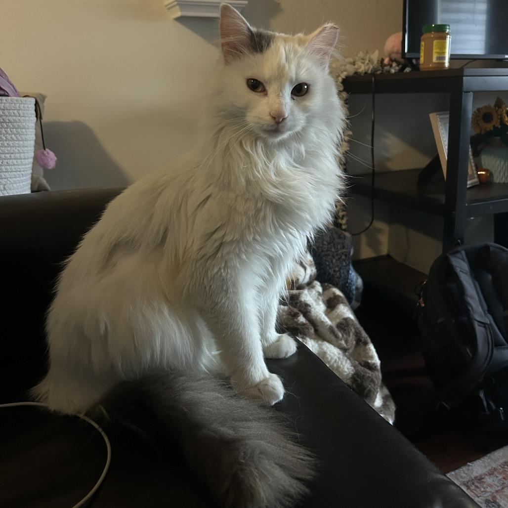 Enlarge Jack, a Adoptable Domestic Medium Hair in Harrisonburg, VA image 4/5