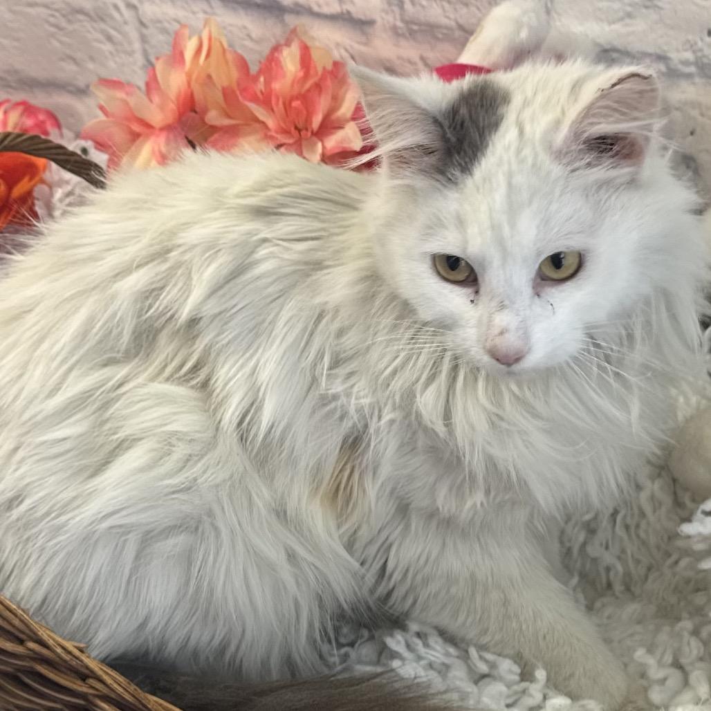 Enlarge Jack, a Adoptable Domestic Medium Hair in Harrisonburg, VA image 5/5