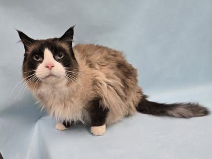 Marvin, Adoptable, Senior Male Siamese & Domestic Long Hair.