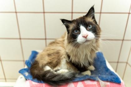 Enlarge Marvin, a Adoptable mixed breed in Coon Rapids, MN image 3/3