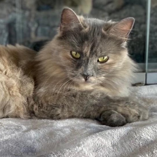 MARQUETTA, ADOPTABLE, Adult Female Domestic Long Hair.