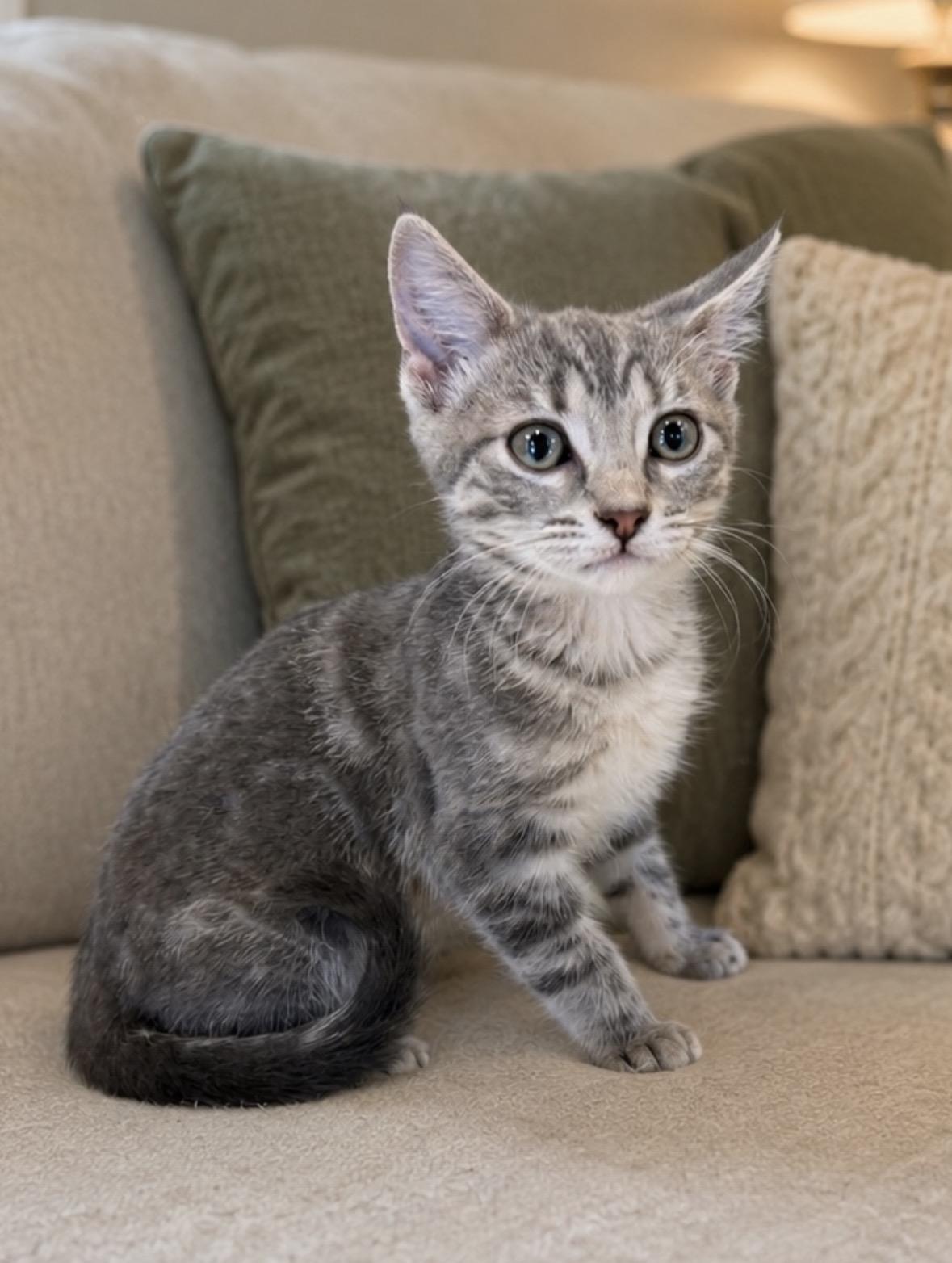 Enlarge Tia Maria, a Adoptable Domestic Short Hair in Ashland, KY image 1/2
