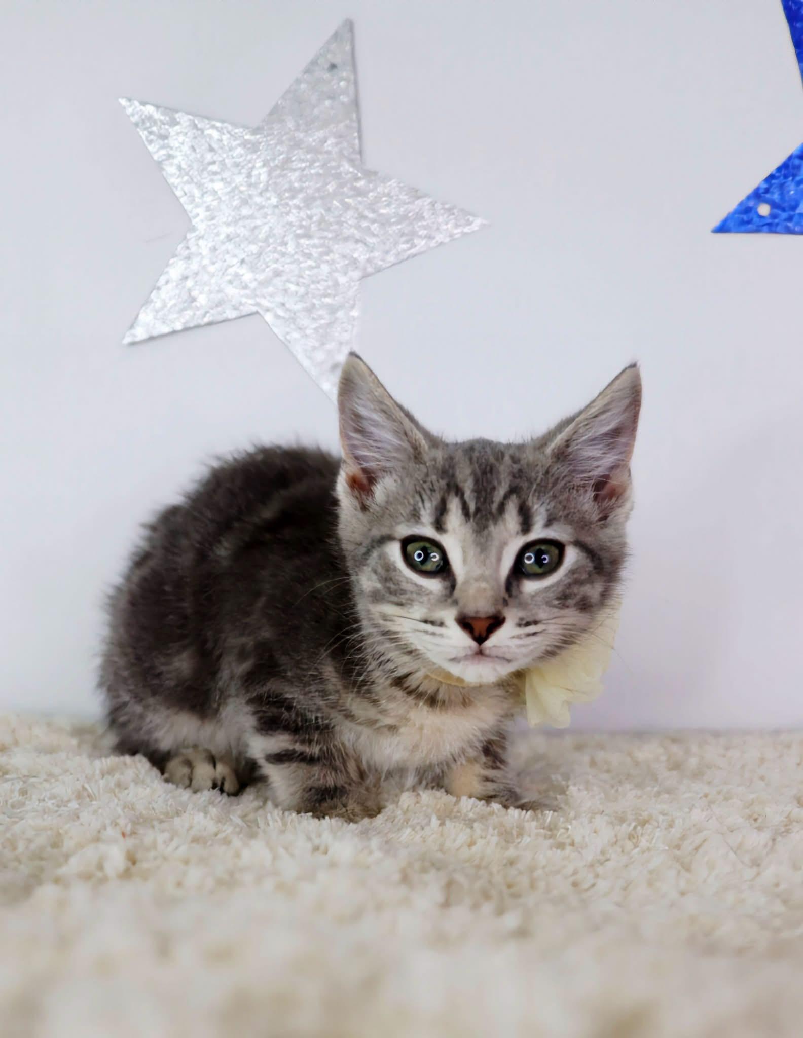 Enlarge Tia Maria, a Adoptable Domestic Short Hair in Ashland, KY image 2/2