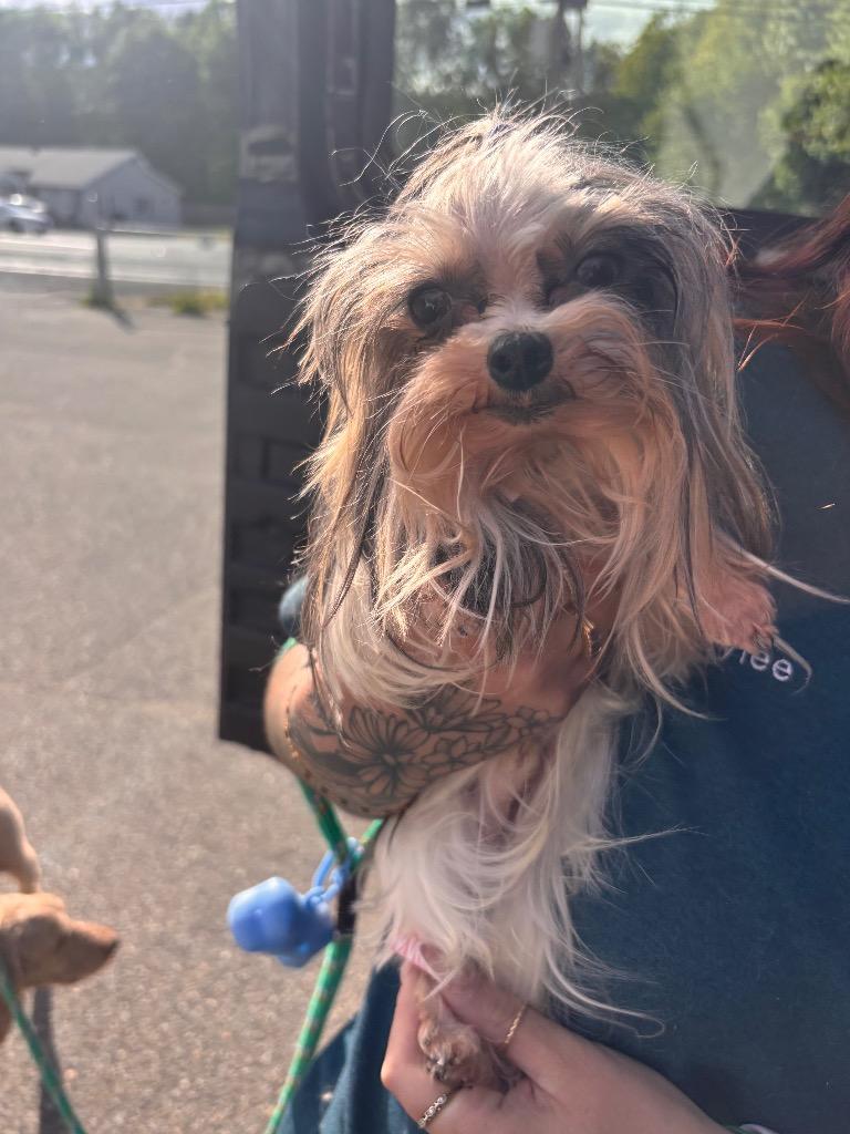 Dan, Adoptable, Young Male Yorkshire Terrier.