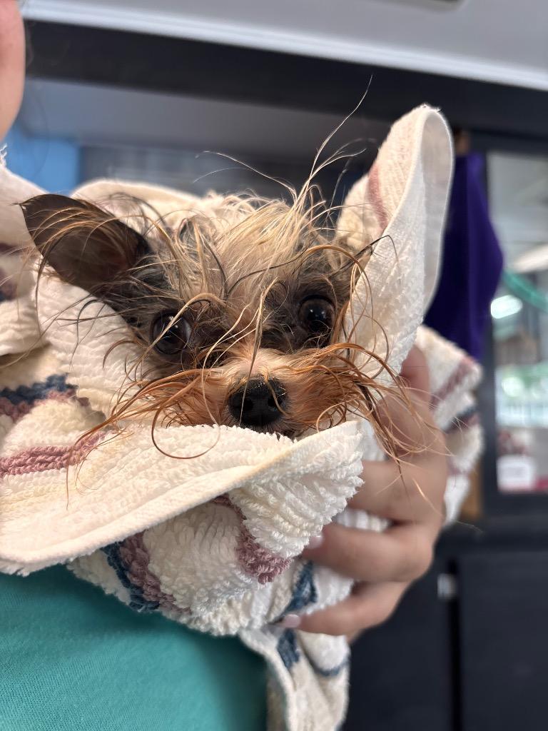 Dan, a Adoptable Yorkshire Terrier in Port Jervis, NY image 2/3