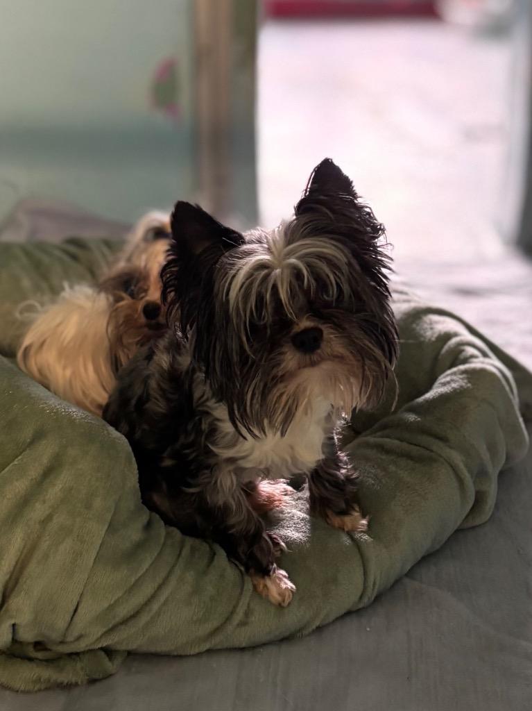 Dan, a Adoptable Yorkshire Terrier in Port Jervis, NY image 3/3