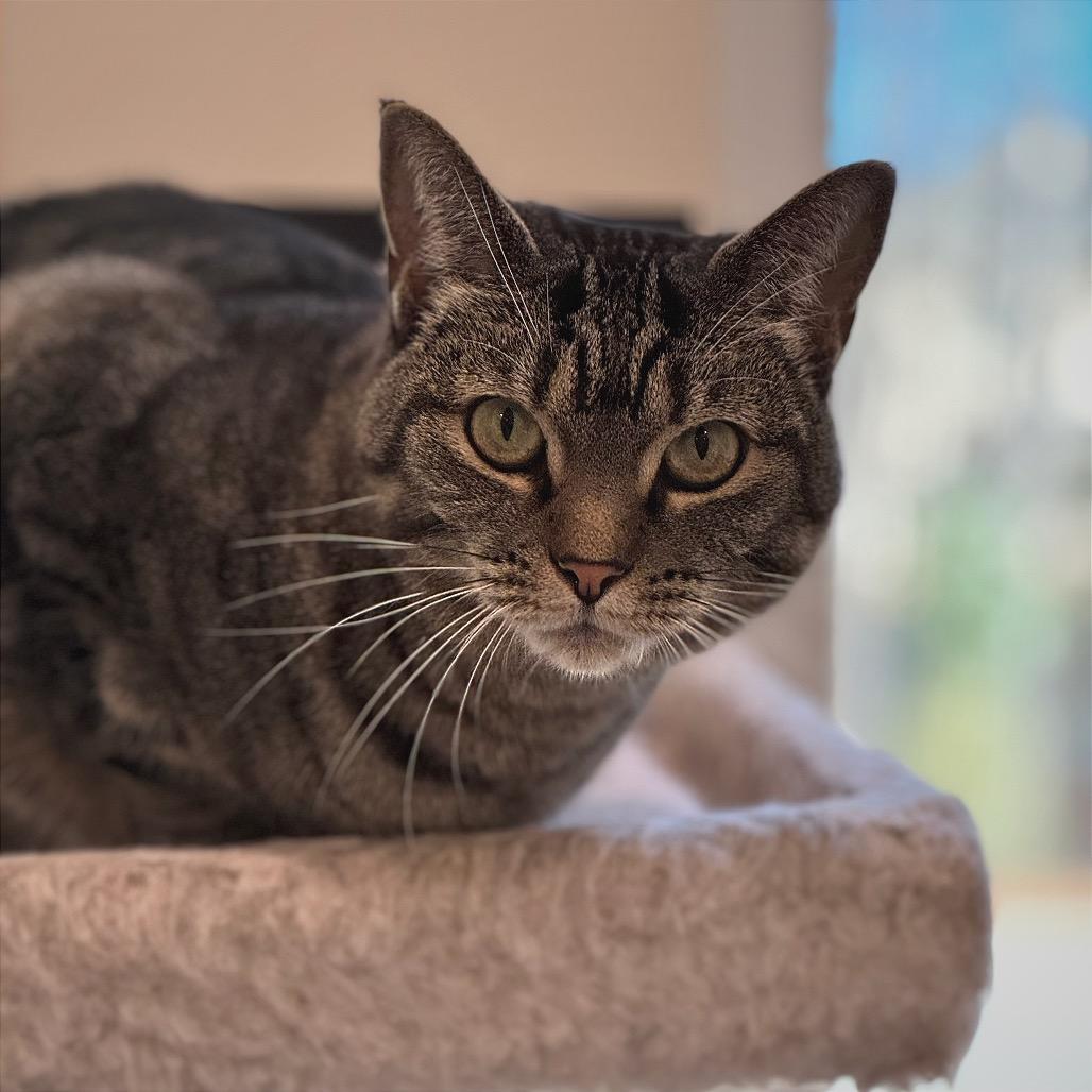 Enlarge Marley (fka Felicia), a Adoptable Domestic Short Hair in Cumming, GA image 2/2