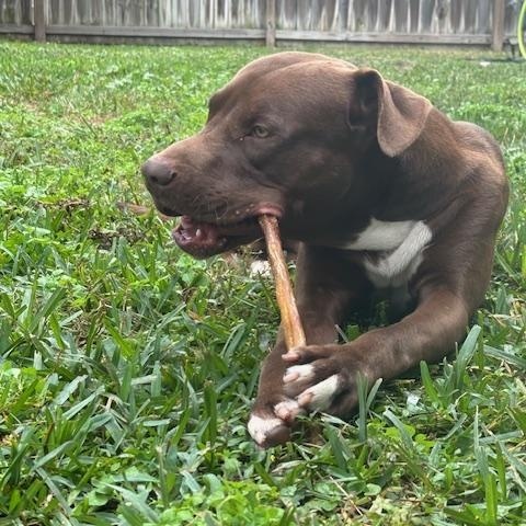 Enlarge Dasher, a Adopted mixed breed in Bellevue, WA image 3/5
