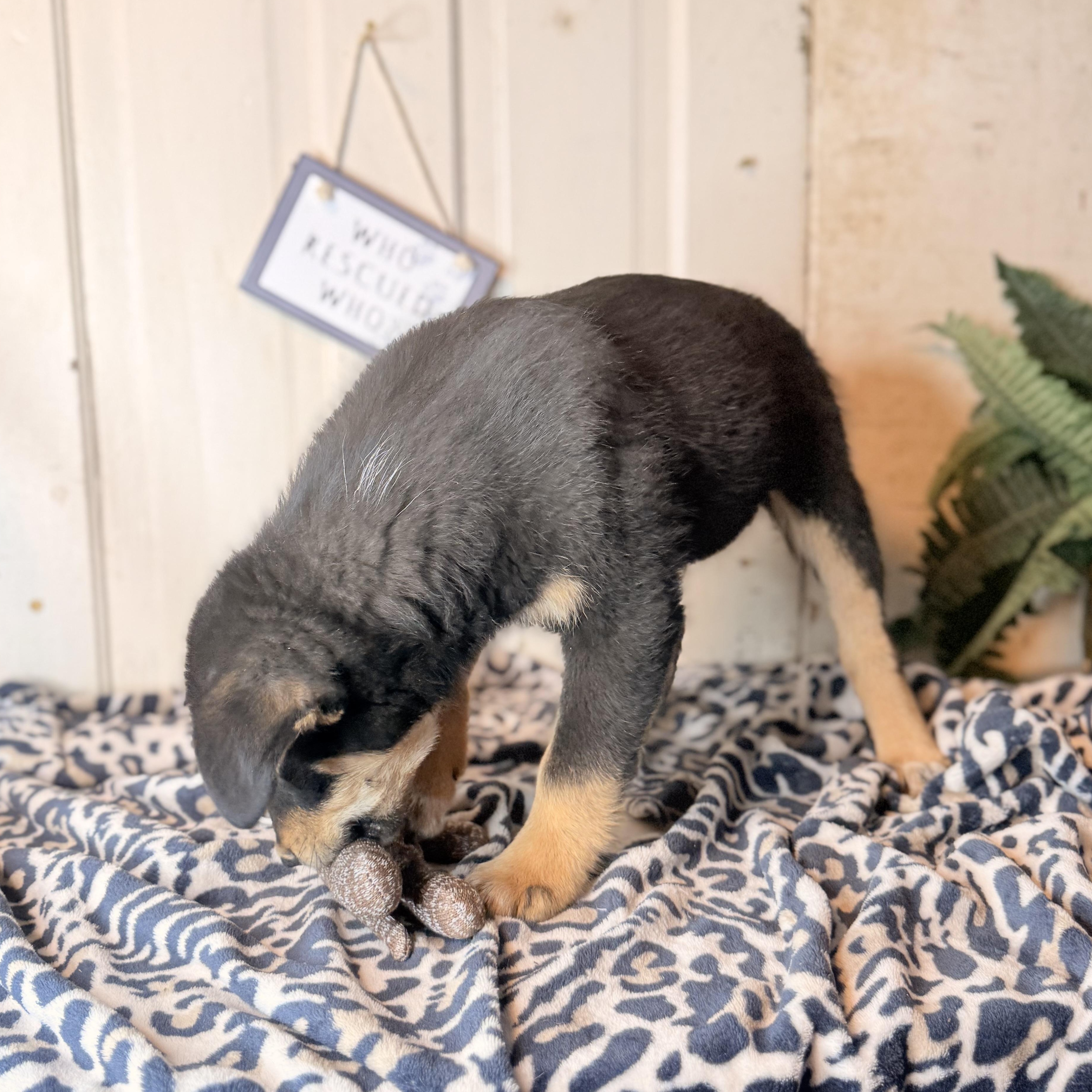 Enlarge Freddy, a Adoptable mixed breed in Madison, WI image 4/6