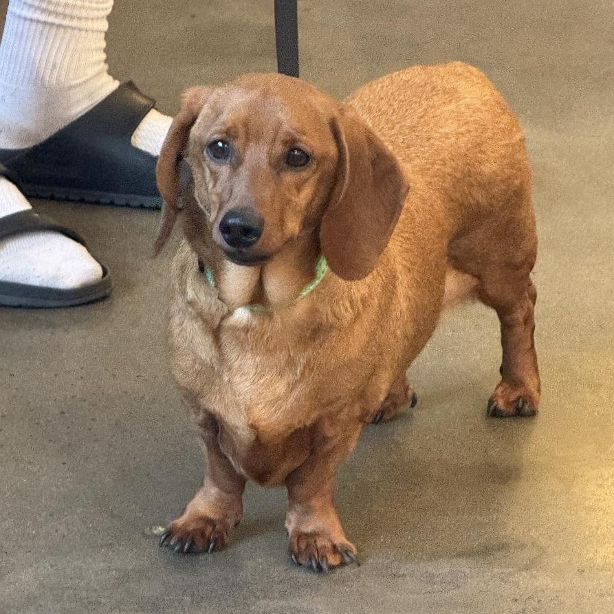 Enlarge Caramelo, an adopted Dachshund in Santa Monica, CA image 1/5