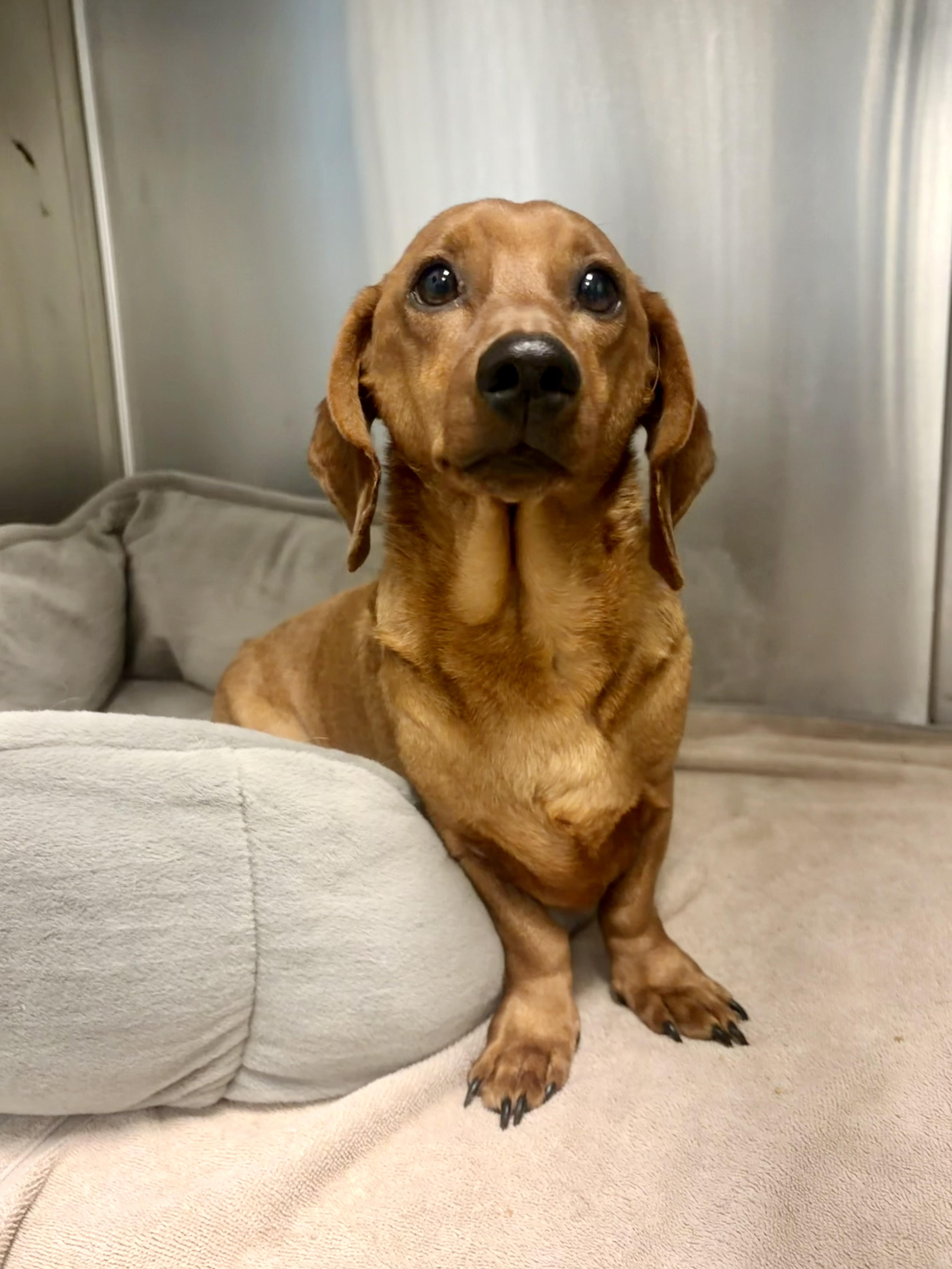 Enlarge Caramelo, an adopted Dachshund in Santa Monica, CA image 2/5