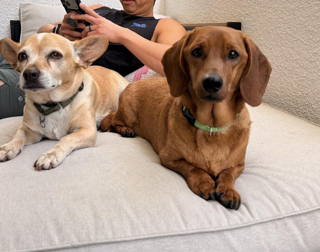 Enlarge Caramelo, an adopted Dachshund in Santa Monica, CA image 4/5