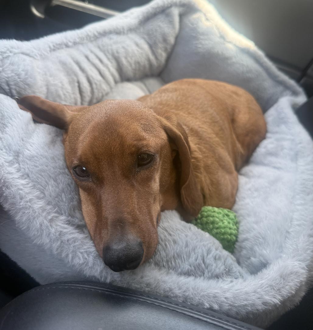 Enlarge Caramelo, an adopted Dachshund in Santa Monica, CA image 3/5