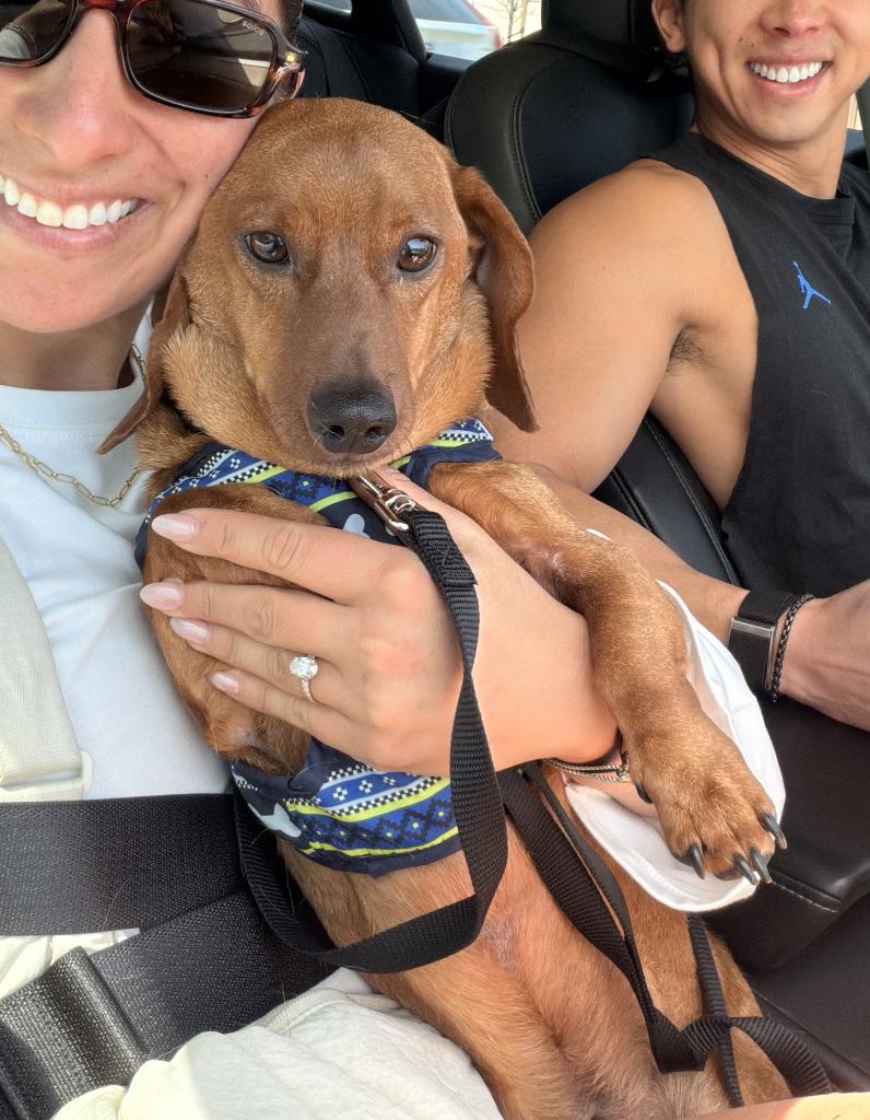 Enlarge Caramelo, an adopted Dachshund in Santa Monica, CA image 5/5