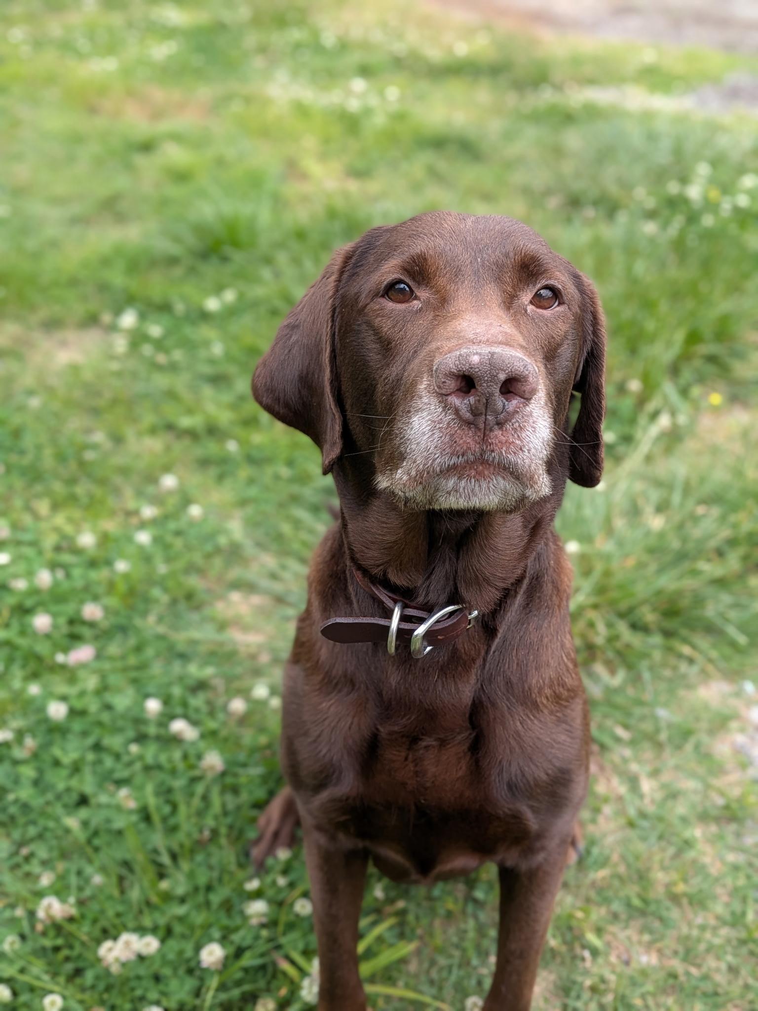 Roy, an adopted mixed breed in Spring hill, TN image 2/5