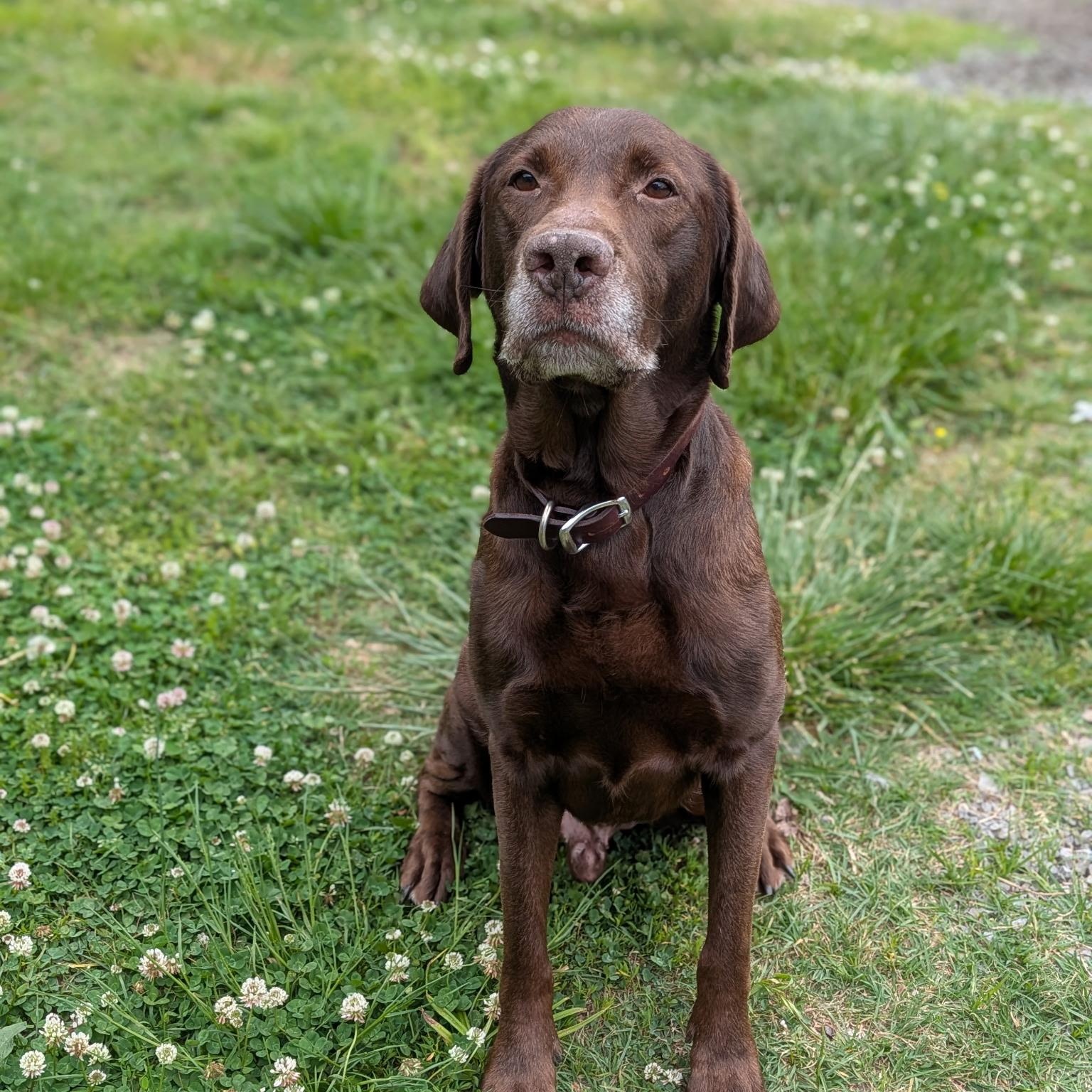Roy, adopted, Senior Male Chocolate Labrador Retriever.