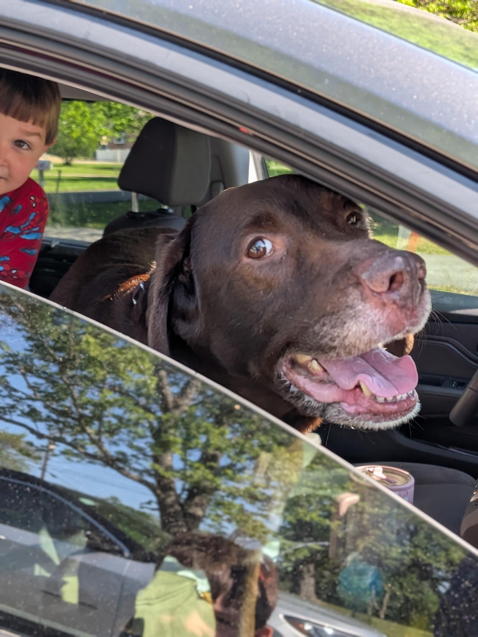 Roy, an adopted mixed breed in Spring hill, TN image 5/5