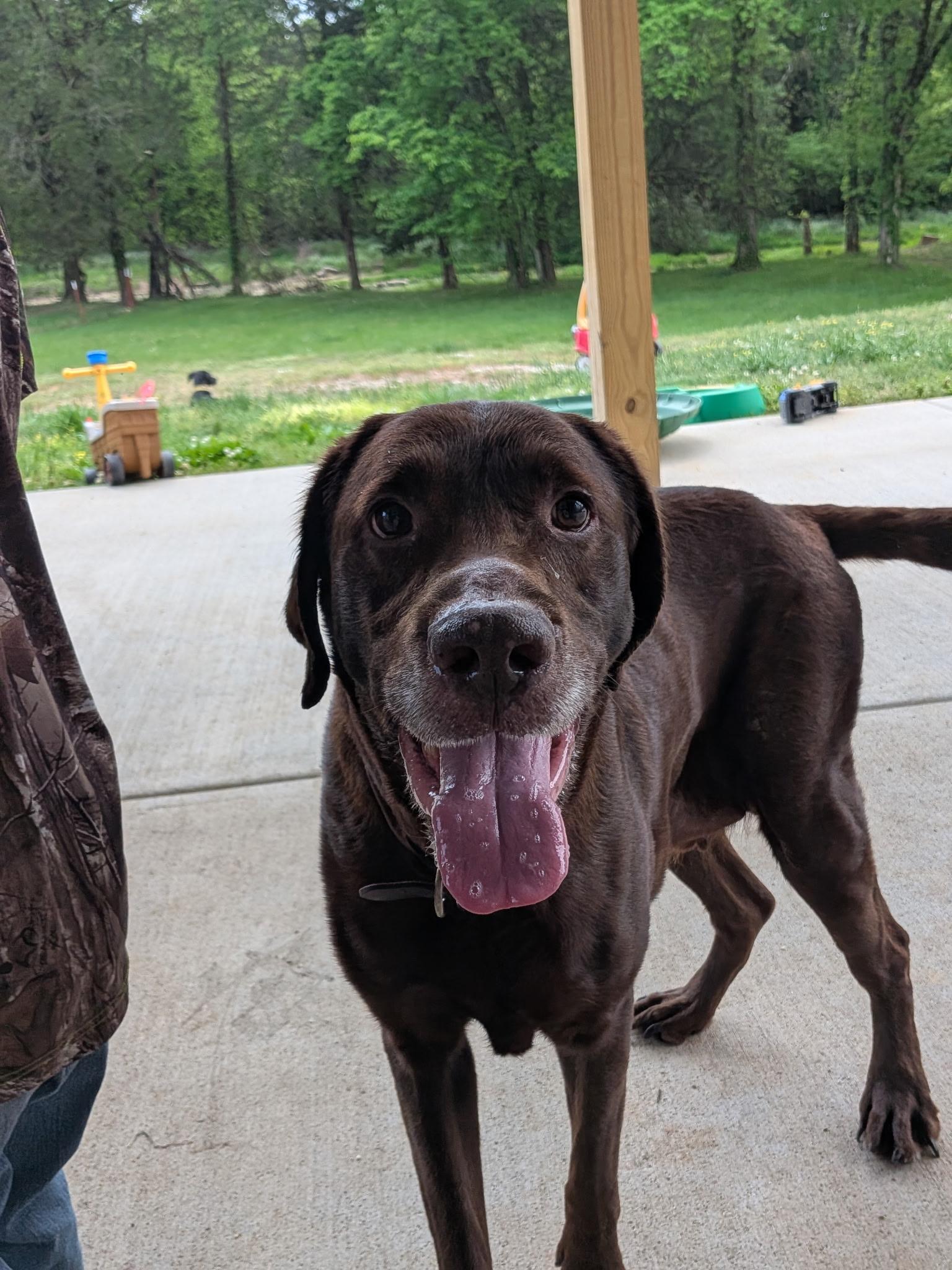 Roy, an adopted mixed breed in Spring hill, TN image 3/5