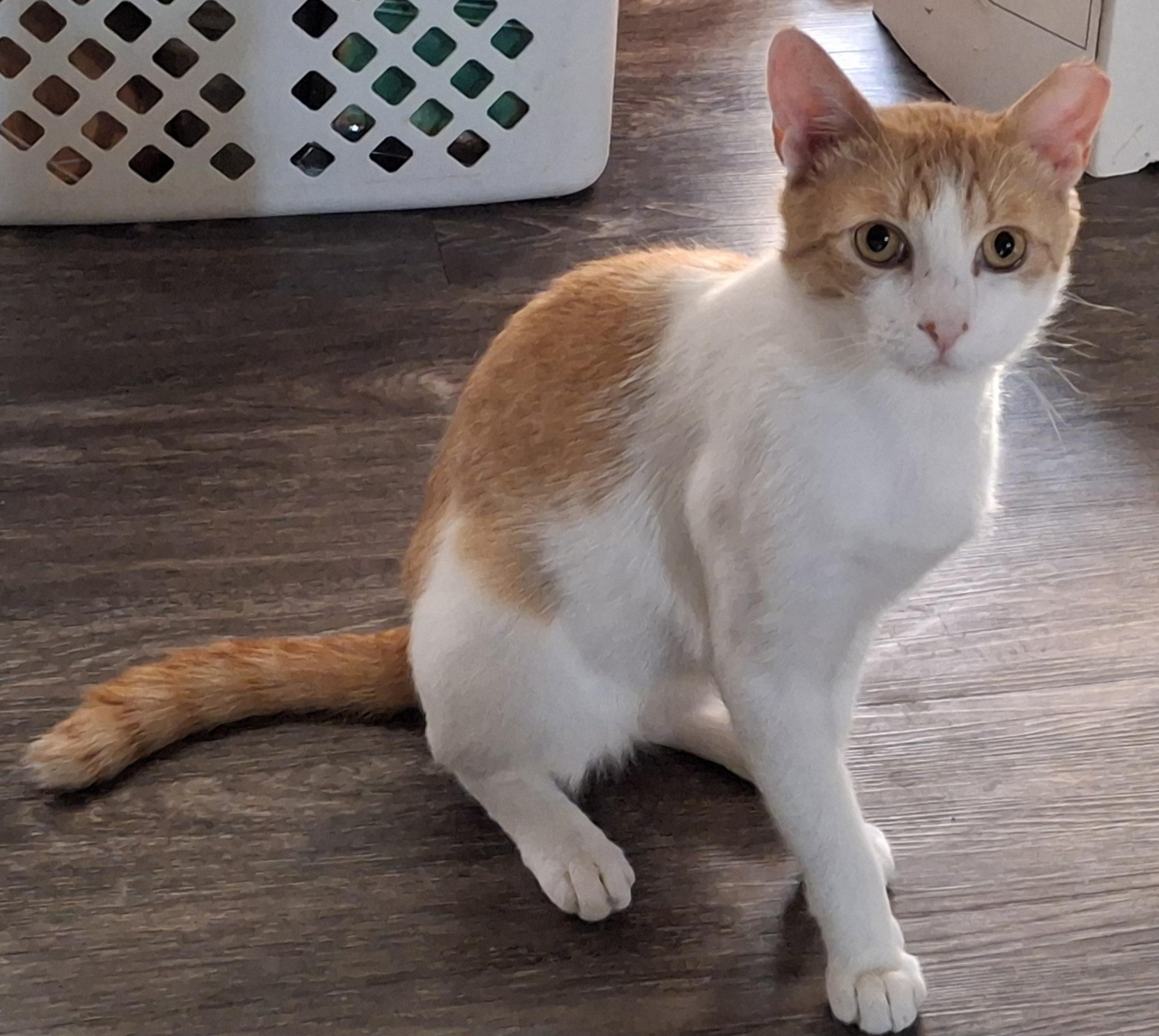 Butternut