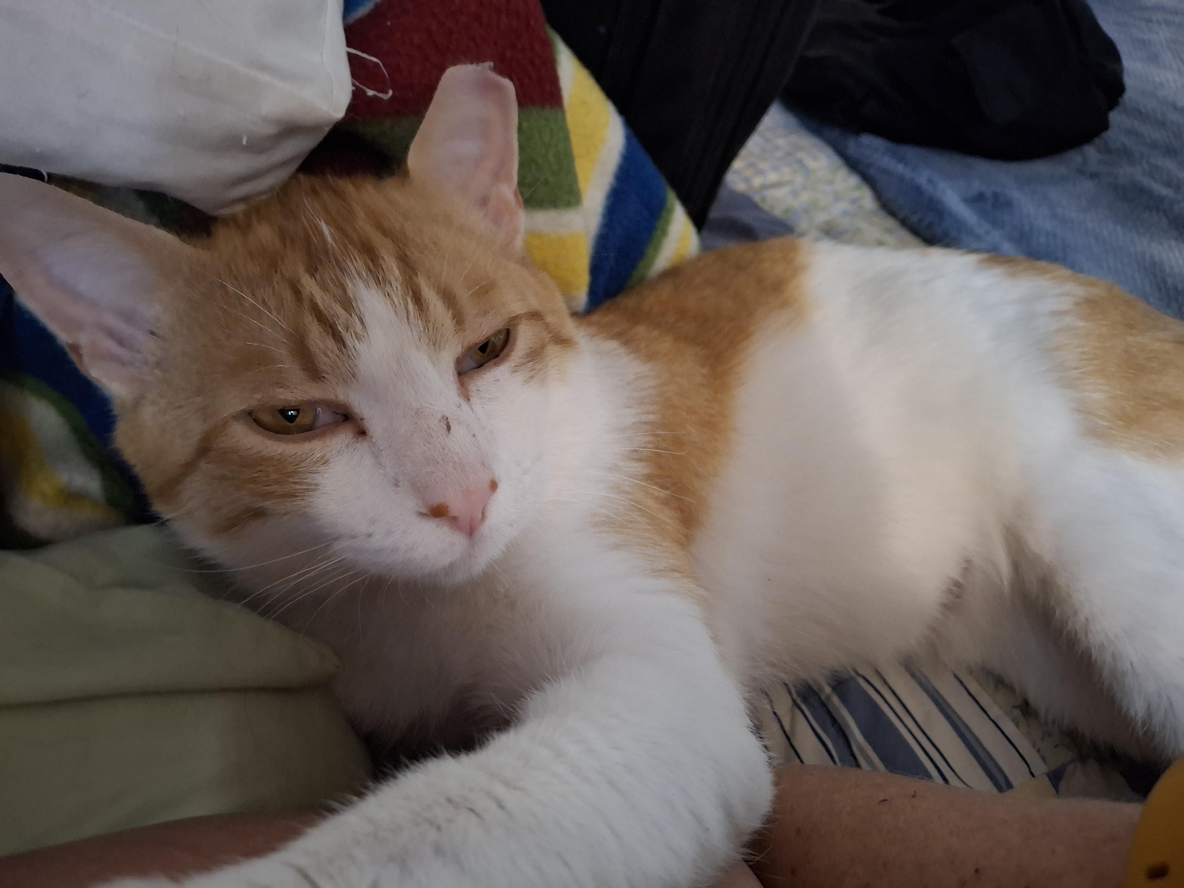 Butternut photo 2