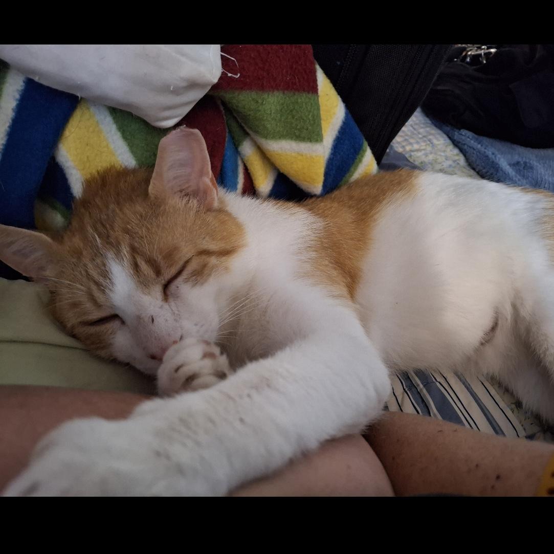 Butternut photo 4