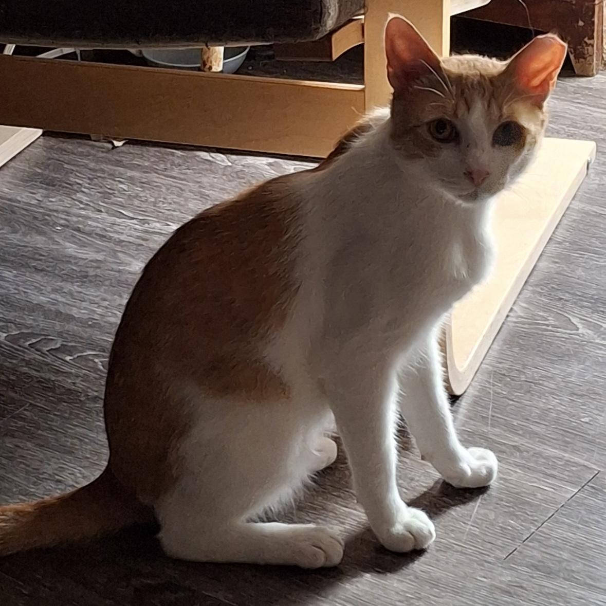 Butternut photo 3