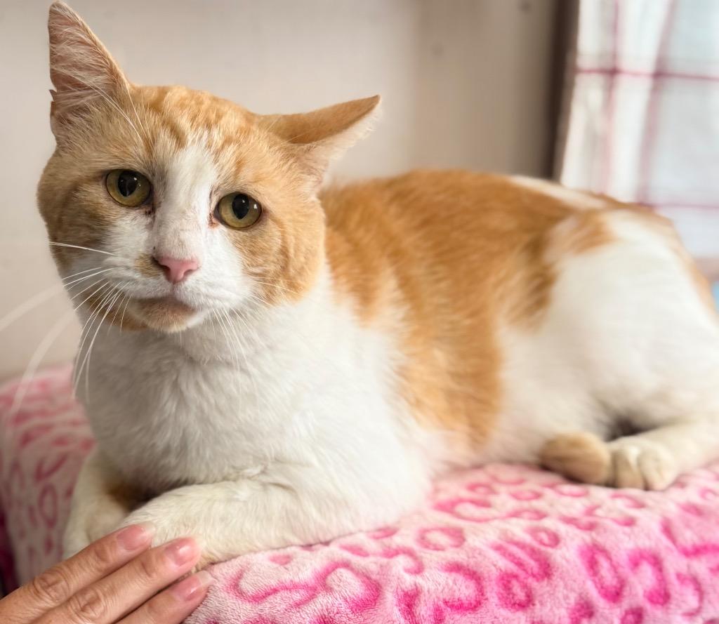 Harry, Adoptable, Adult Male Domestic Short Hair.