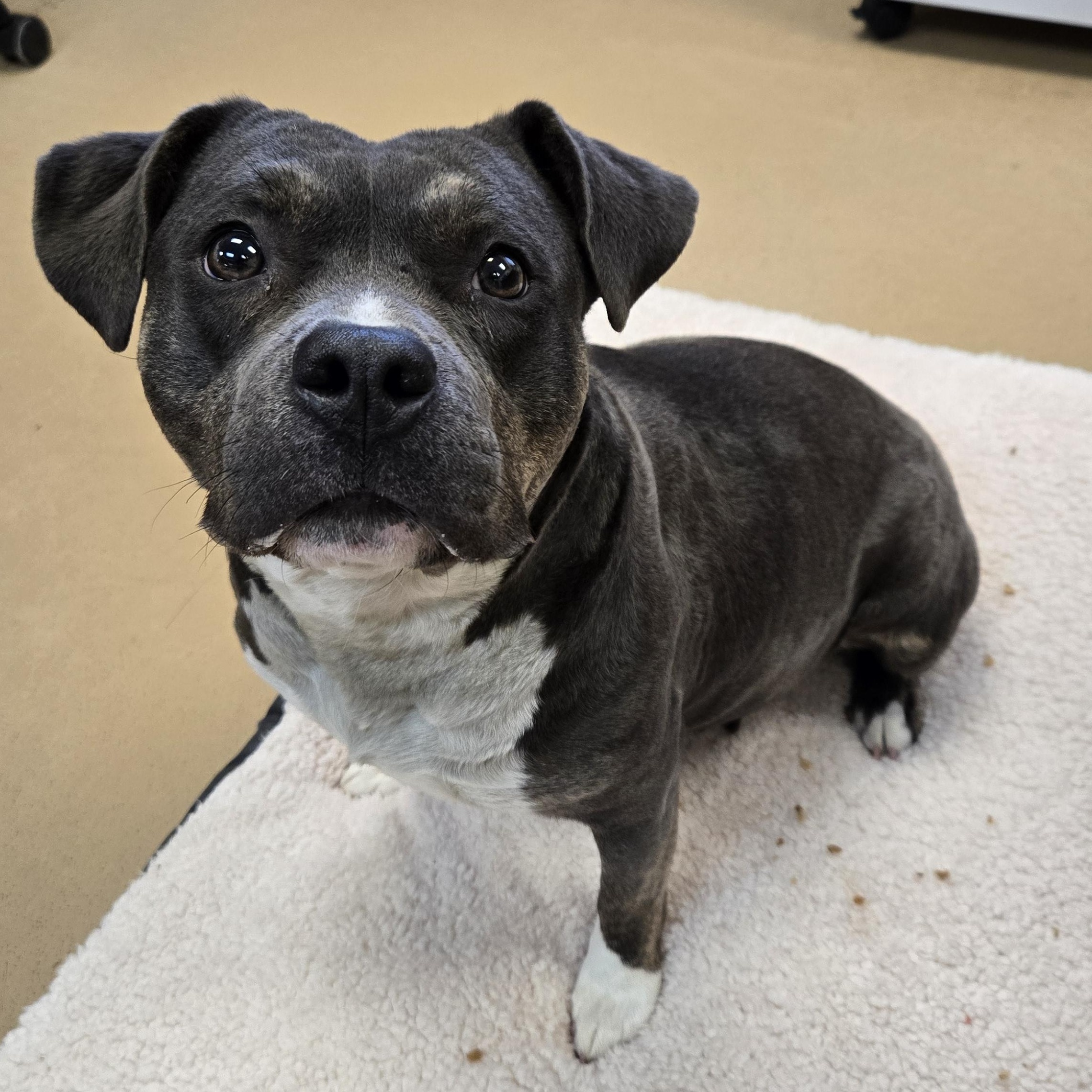 Enlarge Mamasita (Coming Soon...), a ADOPTABLE Terrier in Xenia , OH image 4/4