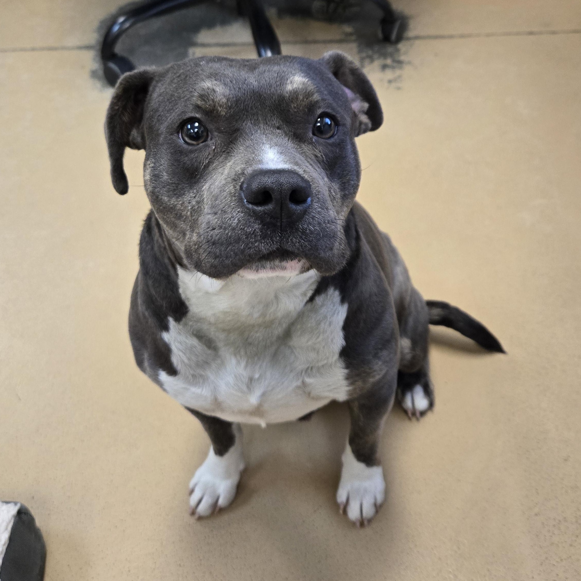 Enlarge Mamasita (Coming Soon...), a ADOPTABLE Terrier in Xenia , OH image 1/4