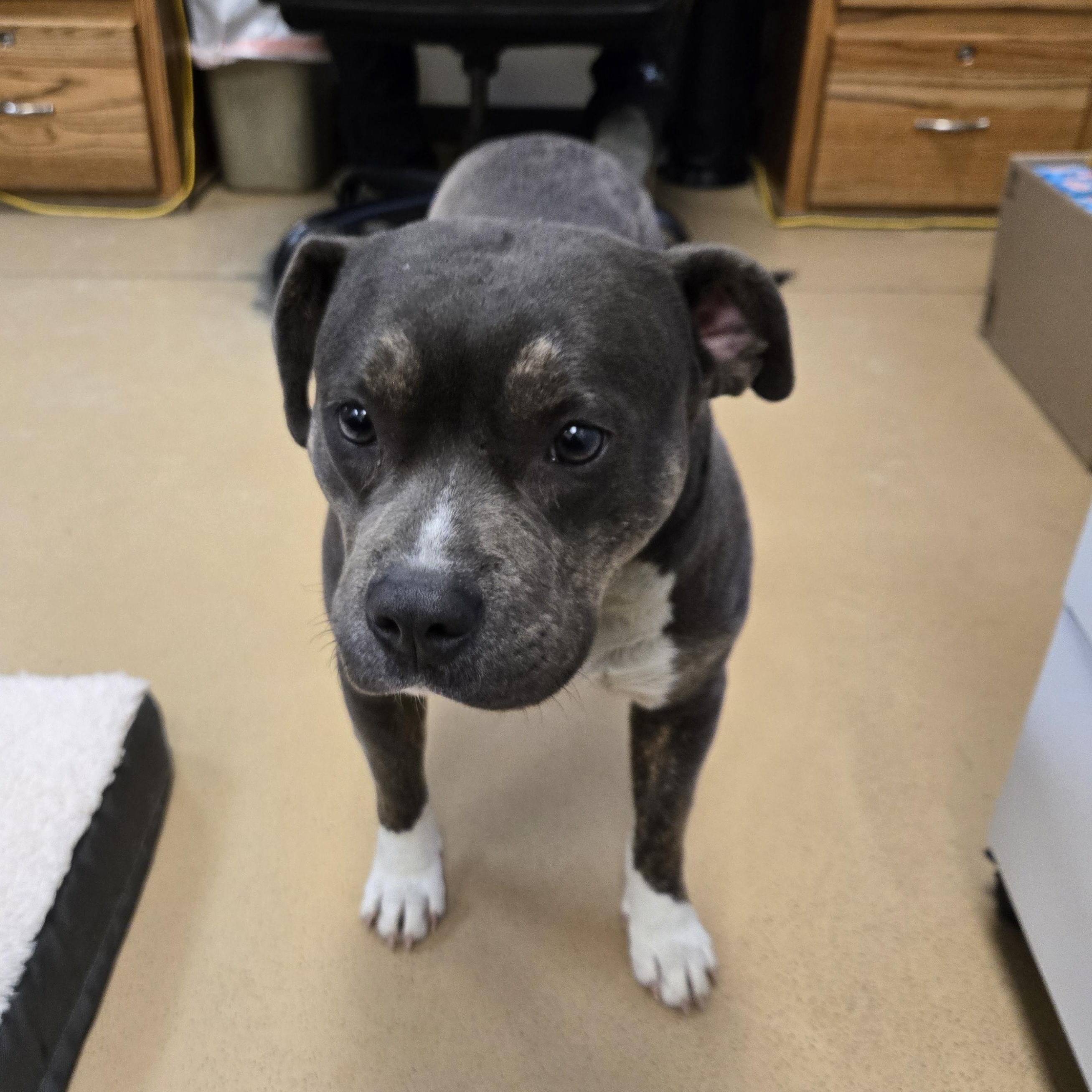 Enlarge Mamasita (Coming Soon...), a ADOPTABLE Terrier in Xenia , OH image 3/4