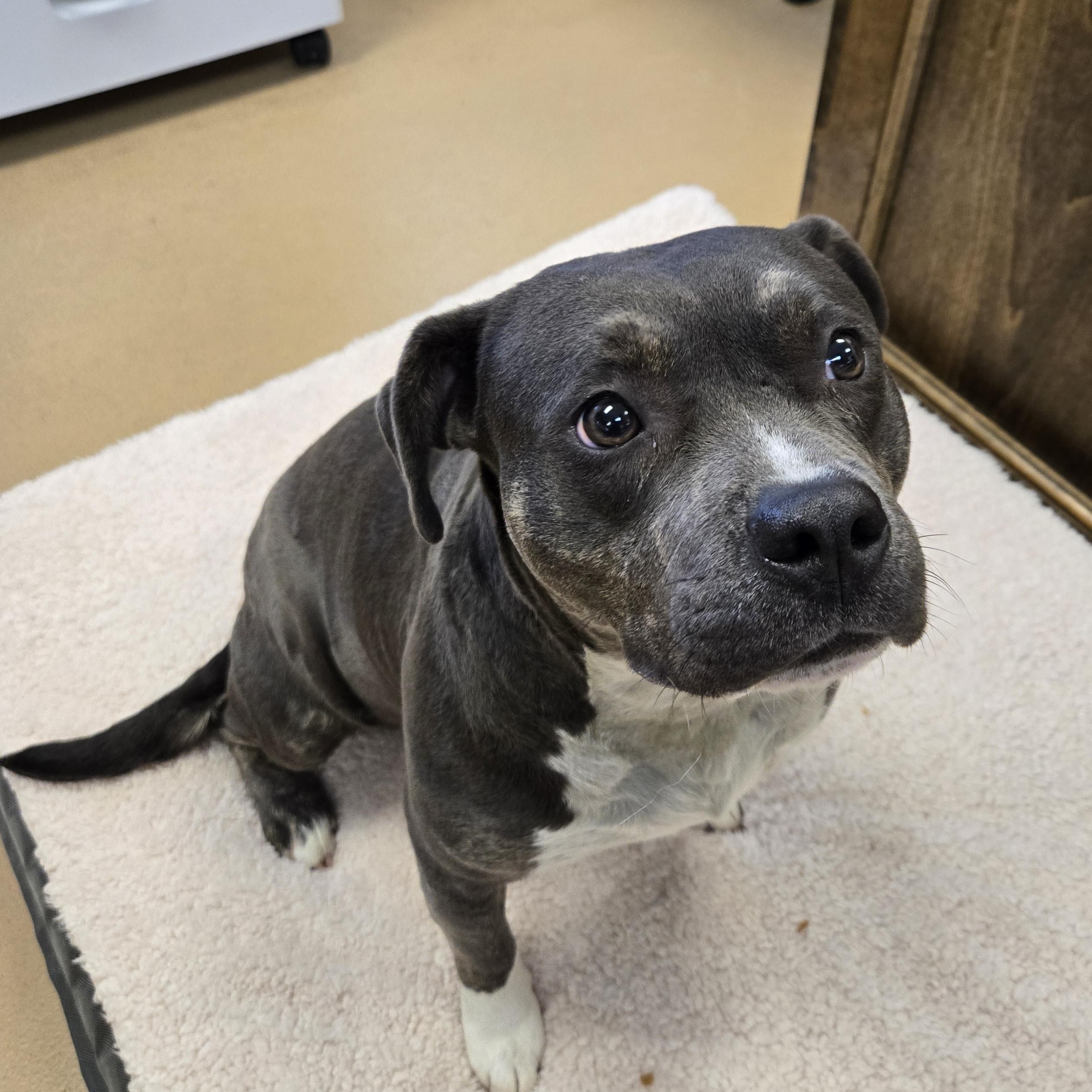 Enlarge Mamasita (Coming Soon...), a ADOPTABLE Terrier in Xenia , OH image 2/4