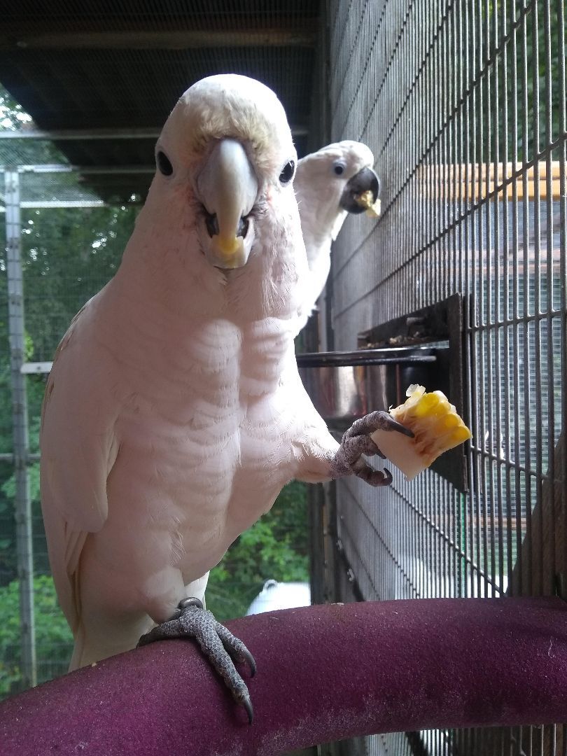 Enlarge Lucky and Houdini, a Adoptable Cockatoo in Alexander, NC image 1/8