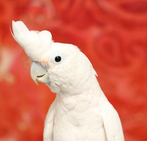 Enlarge Lucky and Houdini, a Adoptable Cockatoo in Alexander, NC image 2/8