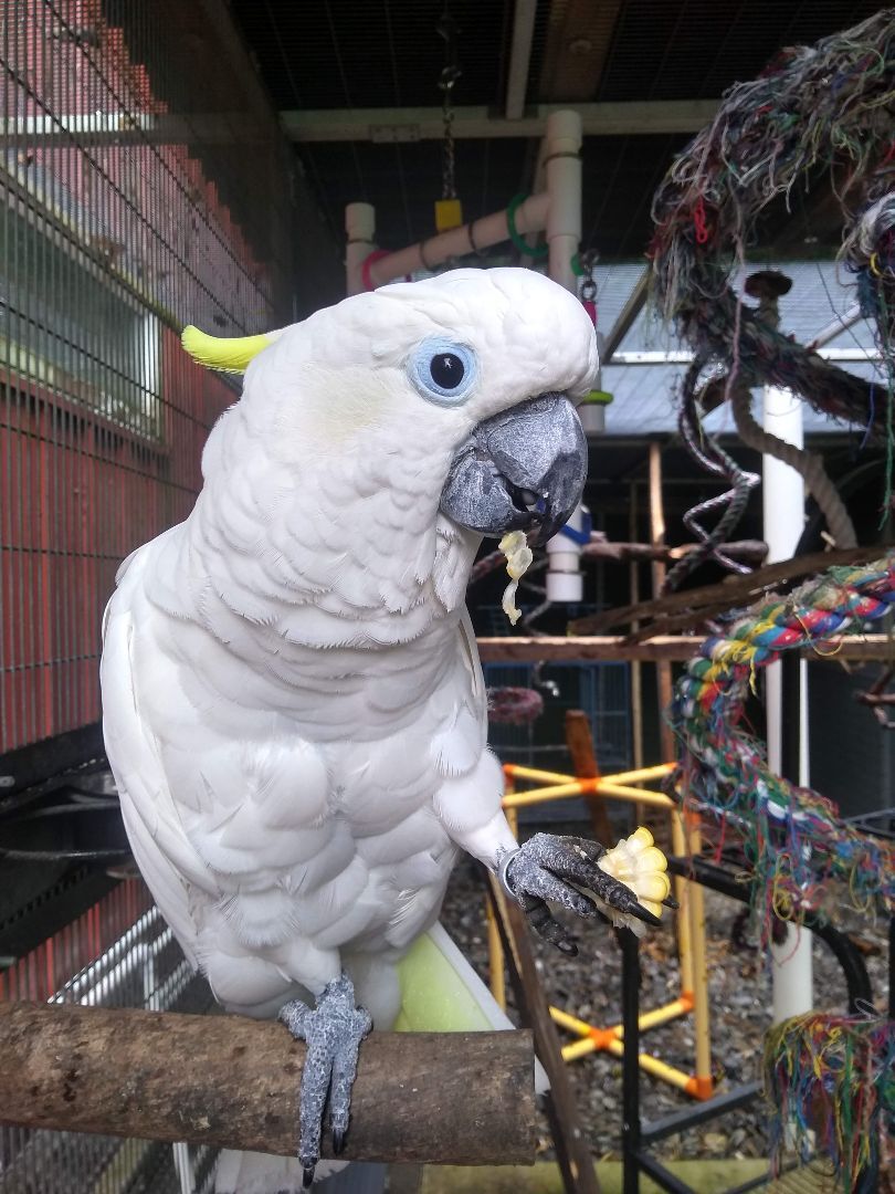 Enlarge Lucky and Houdini, a Adoptable Cockatoo in Alexander, NC image 3/8