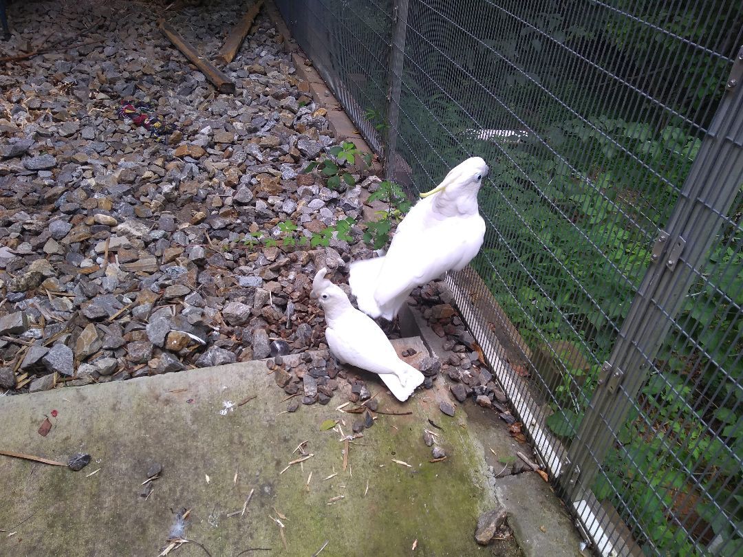 Enlarge Lucky and Houdini, a Adoptable Cockatoo in Alexander, NC image 4/8