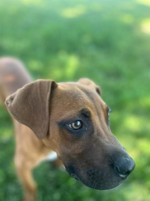 OLIVER, Adoptable, Young Male Redbone Coonhound.