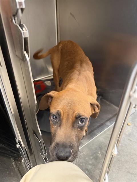 Enlarge OLIVER, a Adoptable Redbone Coonhound in Lees Summit, MO image 1/1