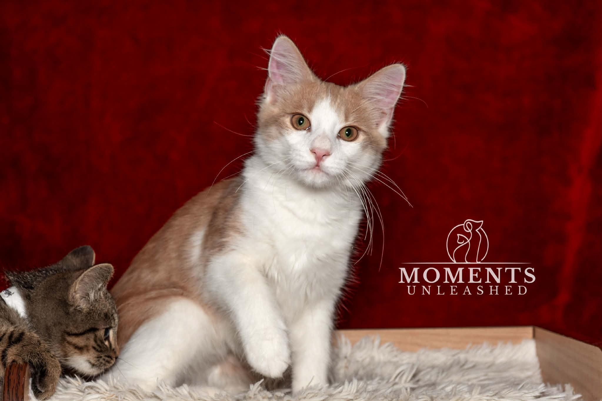 Ravioli, ADOPTABLE, Kitten Male Domestic Medium Hair.